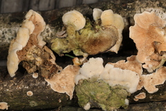 Steccherinum bourdotii