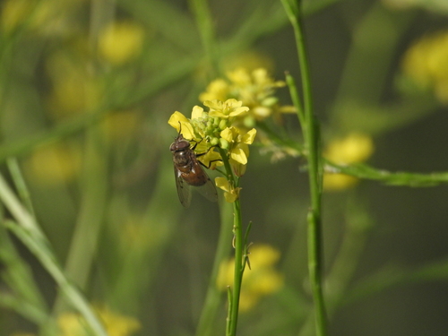 Unknown species found near Glendora, CA, USA