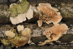 Steccherinum bourdotii