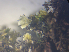 Heterodermia obscurata