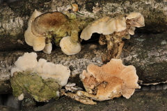 Steccherinum bourdotii