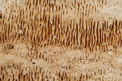 Steccherinum bourdotii