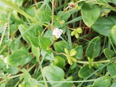Boerhavia repens