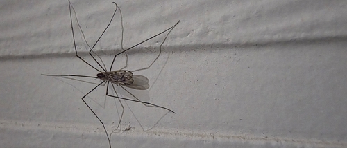 Unknown species found near Tyler, TX 75703, USA