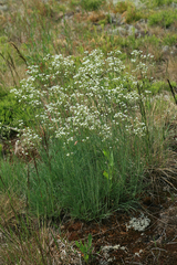 Eremogone saxatilis