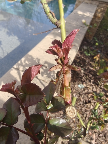 Unknown species found near Fair Oaks, CA, USA