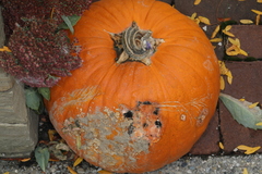 Stagonosporopsis cucurbitacearum