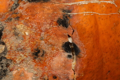 Stagonosporopsis cucurbitacearum