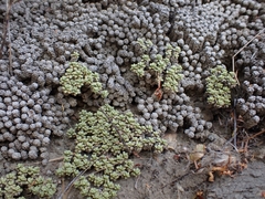 Raoulia parkii, photograph (c) Oscar Dove, some rights reserved (CC BY)