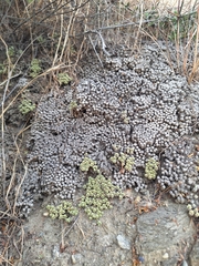 Raoulia parkii, photograph (c) Oscar Dove, some rights reserved (CC BY)