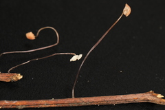 Marasmius felix
