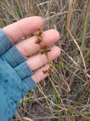 Rhynchospora microcarpa