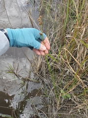 Rhynchospora microcarpa