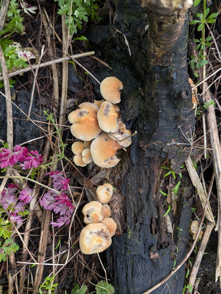 Hypholoma fasciculare · February 2026 · photo: © pilmar (iNaturalist, cc0)