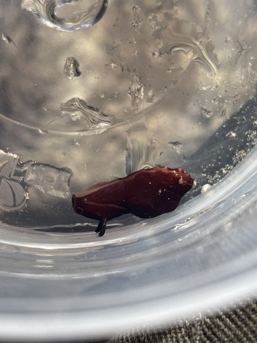 Aplysia punctata