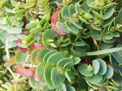 Euphorbia degeneri