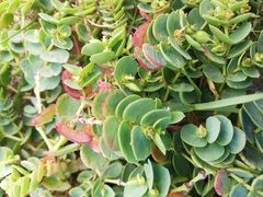 Euphorbia degeneri