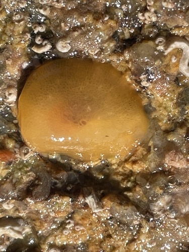 Berthella plumula