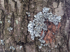 Parmotrema subisidiosum