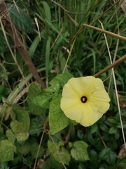 Ipomoea ochracea