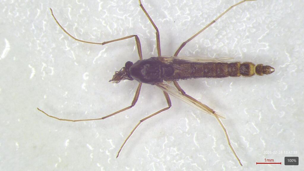 Pseudochironomus richardsoni