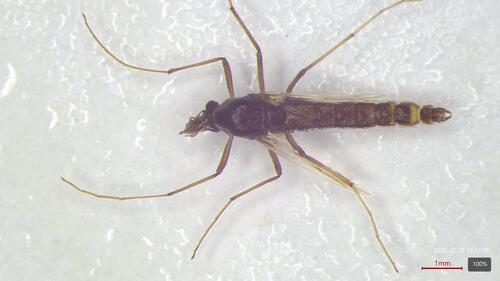 Pseudochironomus richardsoni