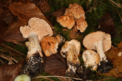Hydnum subconnatum