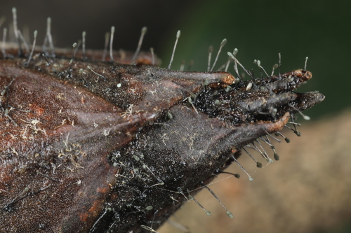 Rhododendron Blight