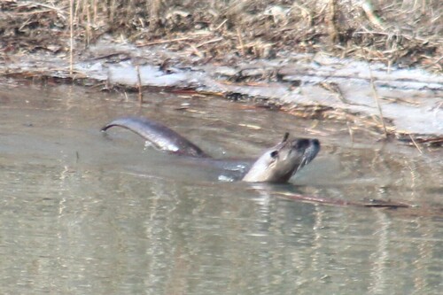 Western River Otter photographed in Idaho