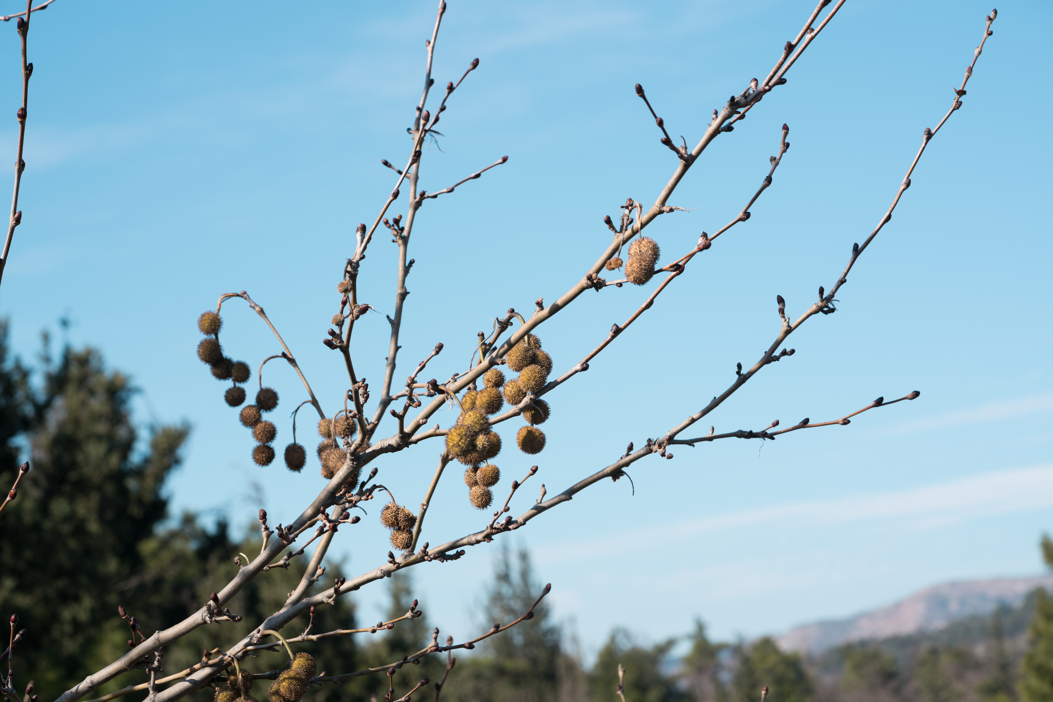 Oriental Plane Tree (Platanus orientalis)