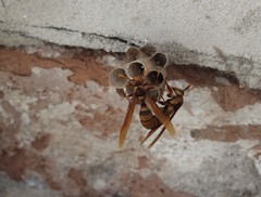 Polistes carnifex carnifex