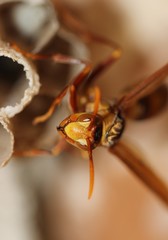 Polistes carnifex carnifex