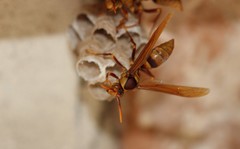 Polistes carnifex carnifex