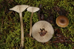 Clitocybe subditopoda