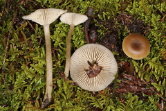 Clitocybe subditopoda