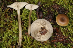Clitocybe subditopoda