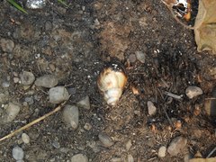 Lissachatina fulica