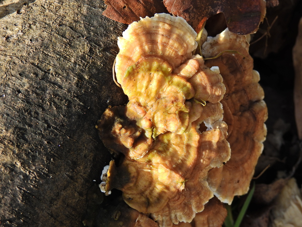 Trametes ochracea · February 2026 · photo: © susan_marley (iNaturalist, cc-by)