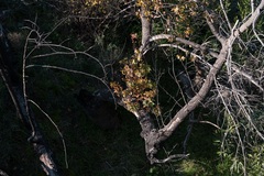 (c) Eleftherios Katsillis, some rights reserved (CC BY) Liquidambar orientalis, photograph (c) Eleftherios Katsillis, some rights reserved (CC BY)