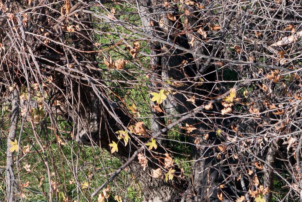 Liquidambar orientalis; photograph (c) Eleftherios Katsillis, some rights reserved (CC BY)