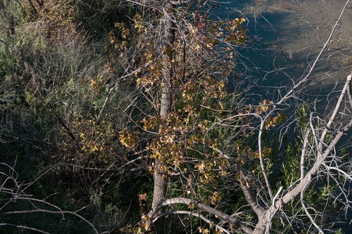 Liquidambar orientalis, photograph 5