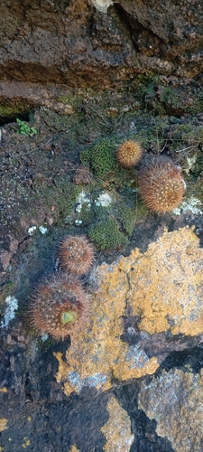 Frailea pumila (Frailea pumila)