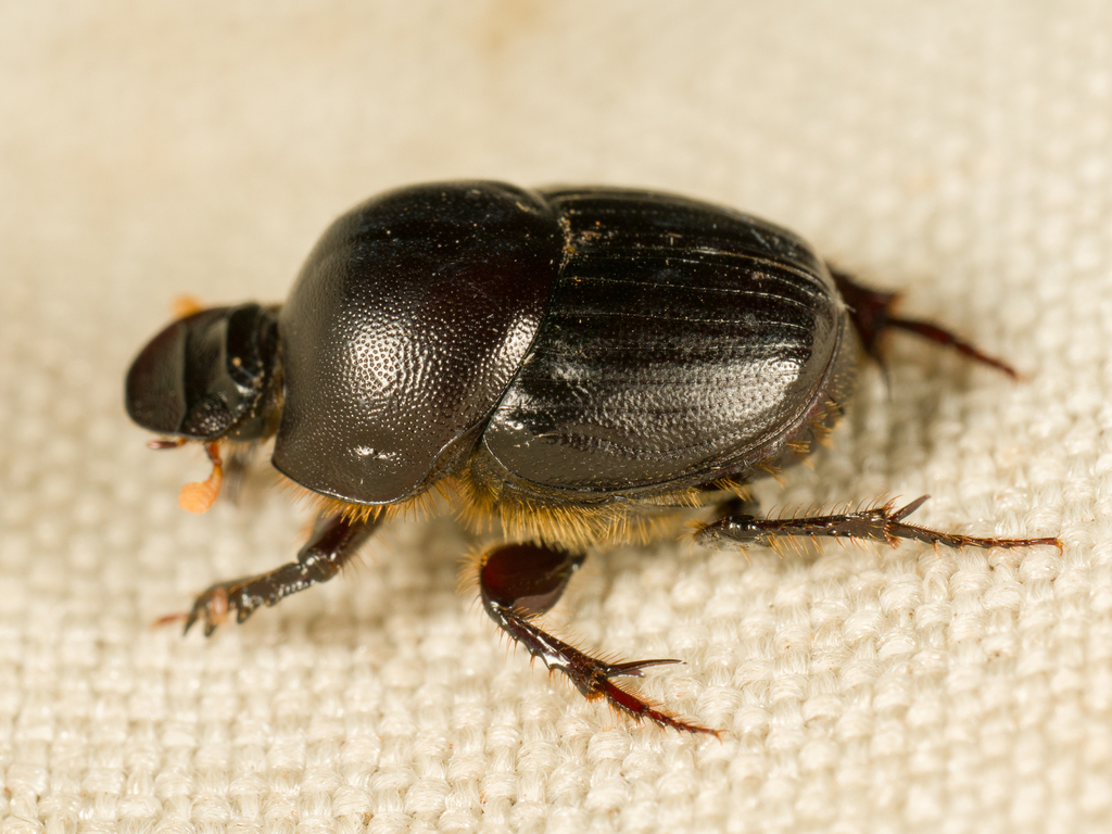 Onthophagus consentaneus