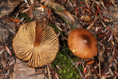 Inocybe assimilata