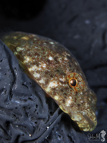 Stippled clingfish (Gobiesox punctulatus) — Gobiesocidae