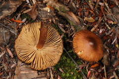 Inocybe assimilata