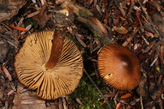 Inocybe assimilata