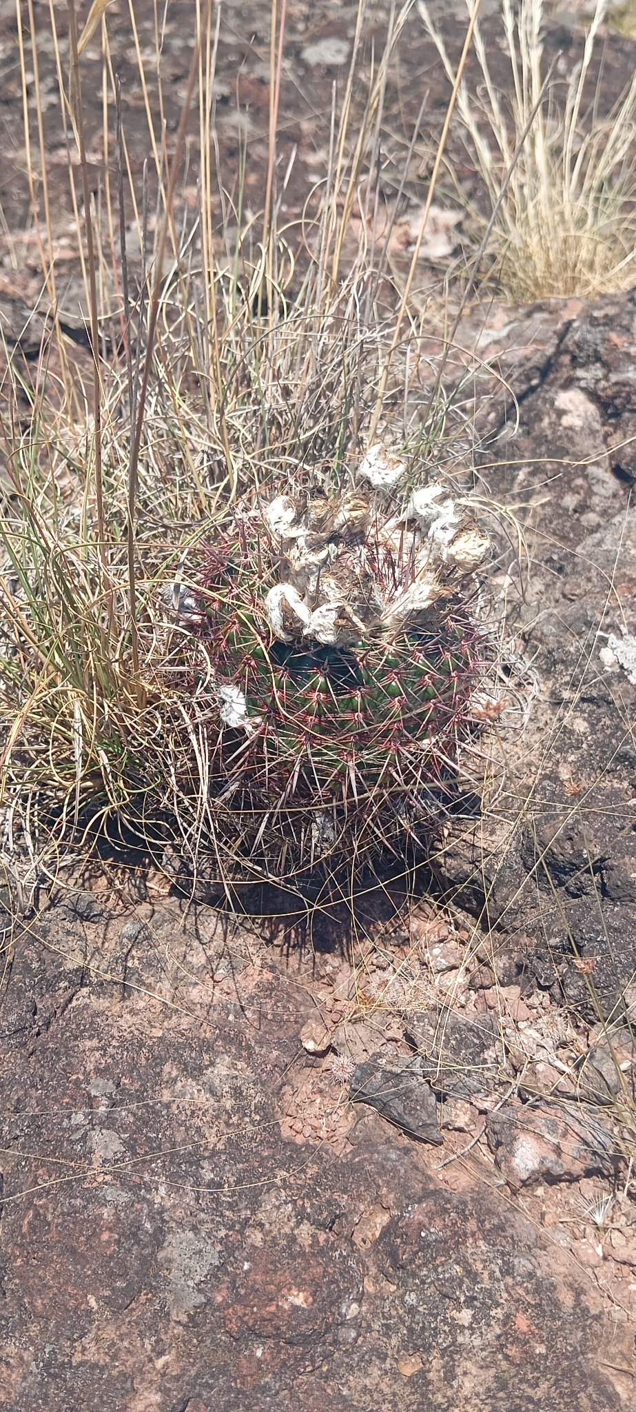Parodia mueller-melchersii