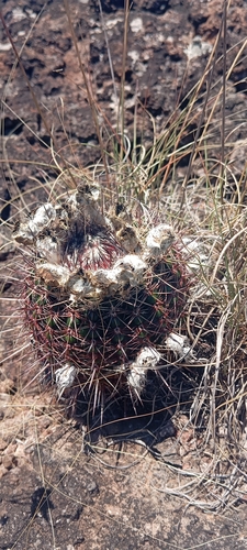 Parodia mueller-melchersii