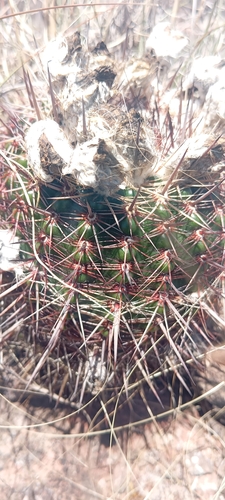 Parodia mueller-melchersii